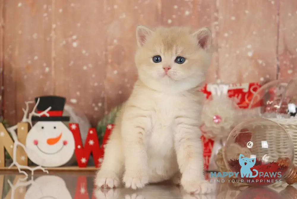 Qitaleon British Shorthair Male Blue Golden Chinchilla Live Animals