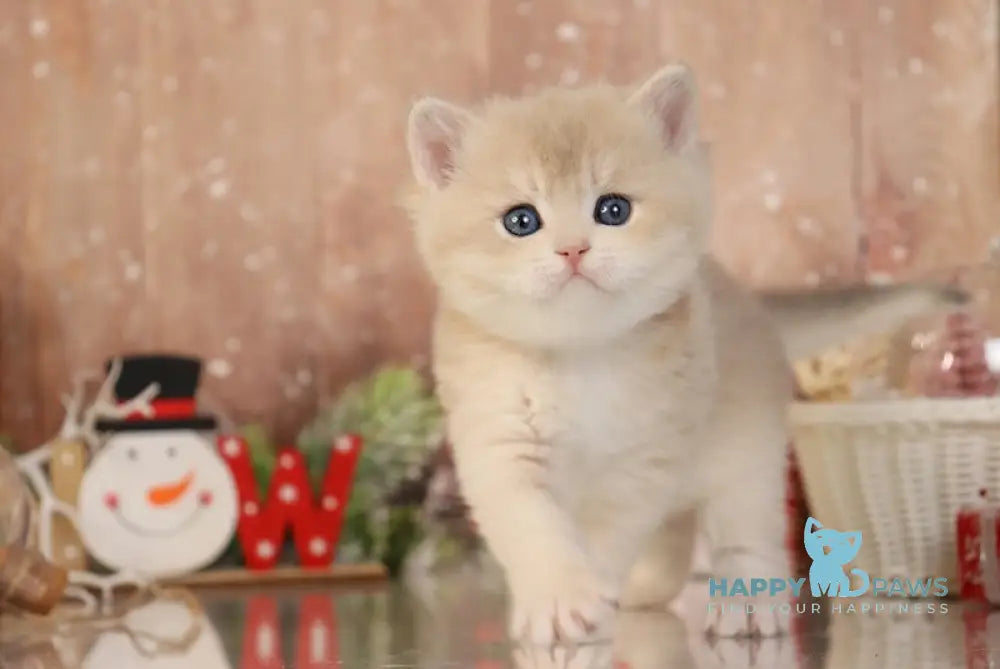 Qitaleon British Shorthair Male Blue Golden Chinchilla Live Animals