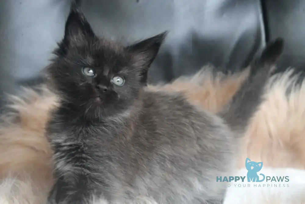 Queen Maine Coon female black live animals