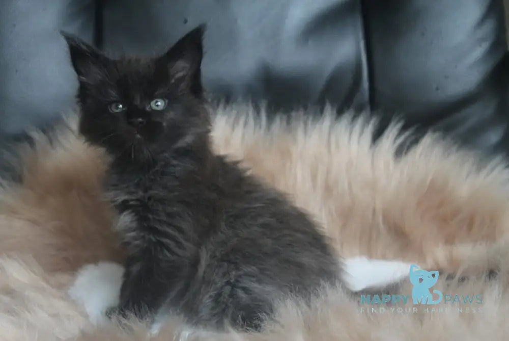 Queen Maine Coon female black live animals