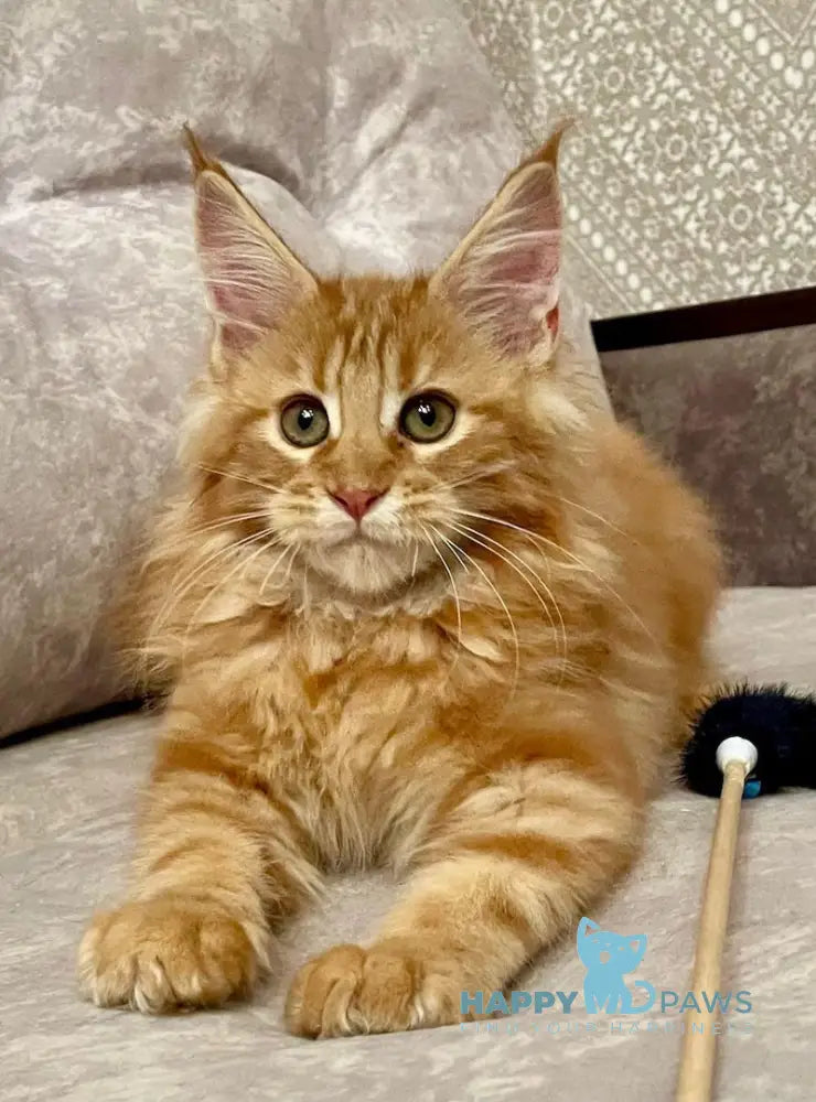 Queen Maine Coon Female Red Tabby Live Animals