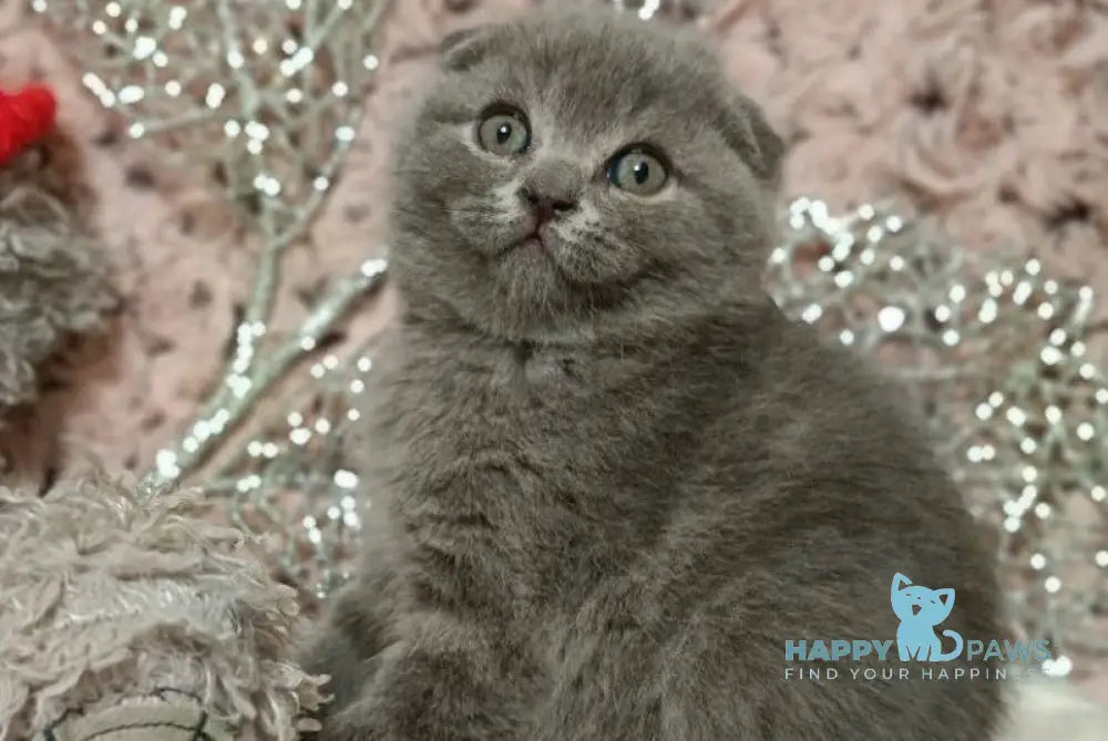 Queen Scottish Fold Female Blue Live Animals