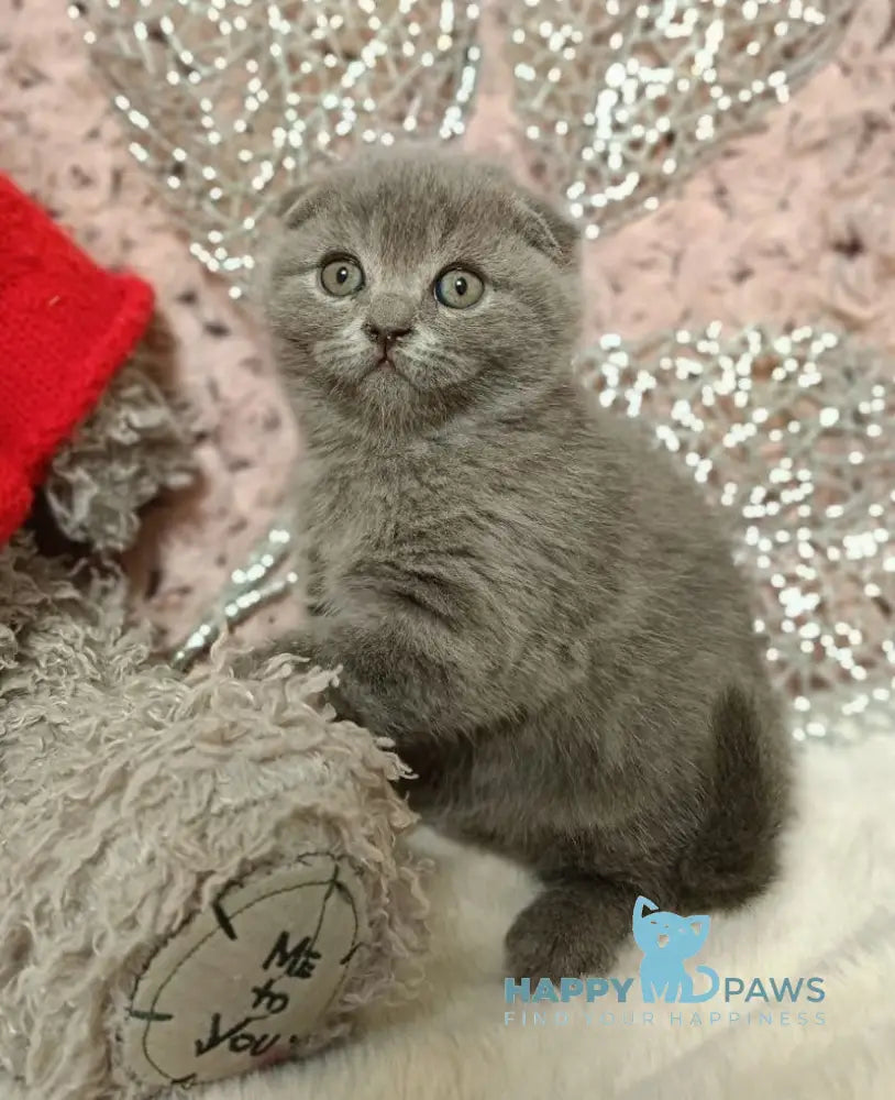 Queen Scottish Fold Female Blue Live Animals