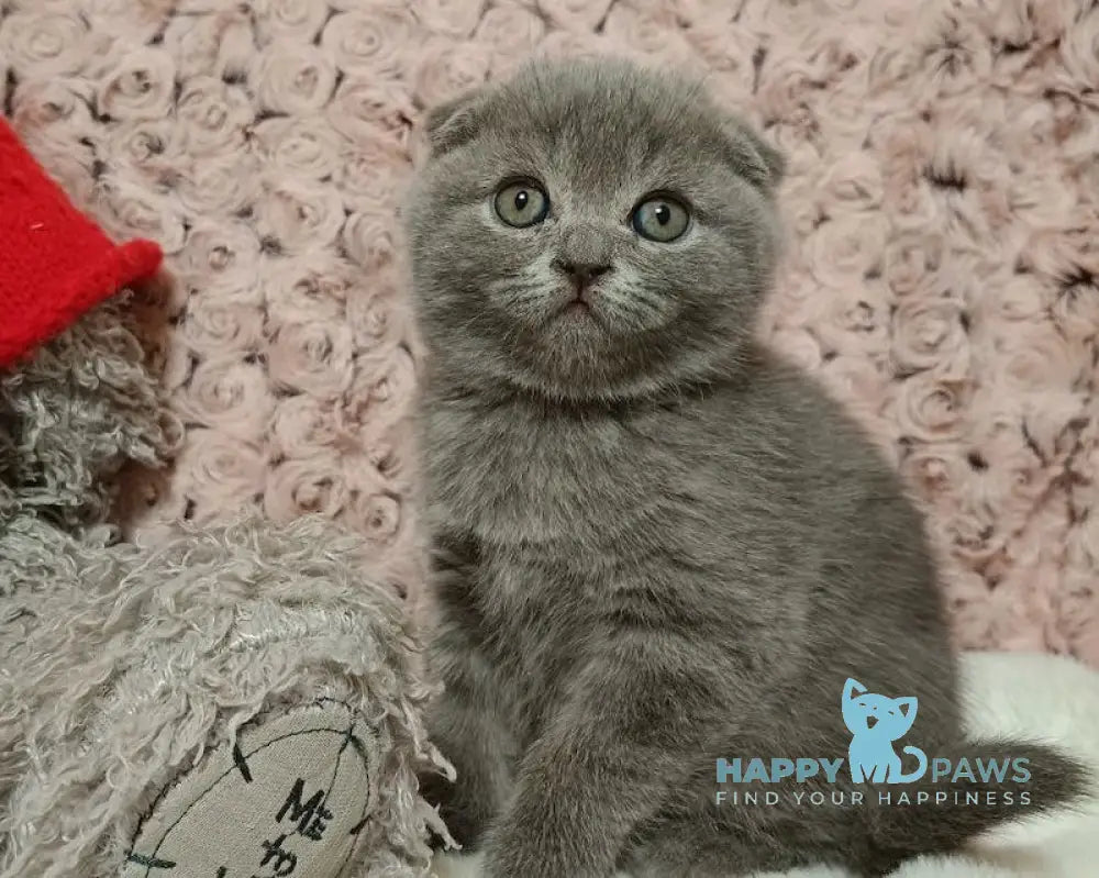 Queen Scottish Fold Female Blue Live Animals