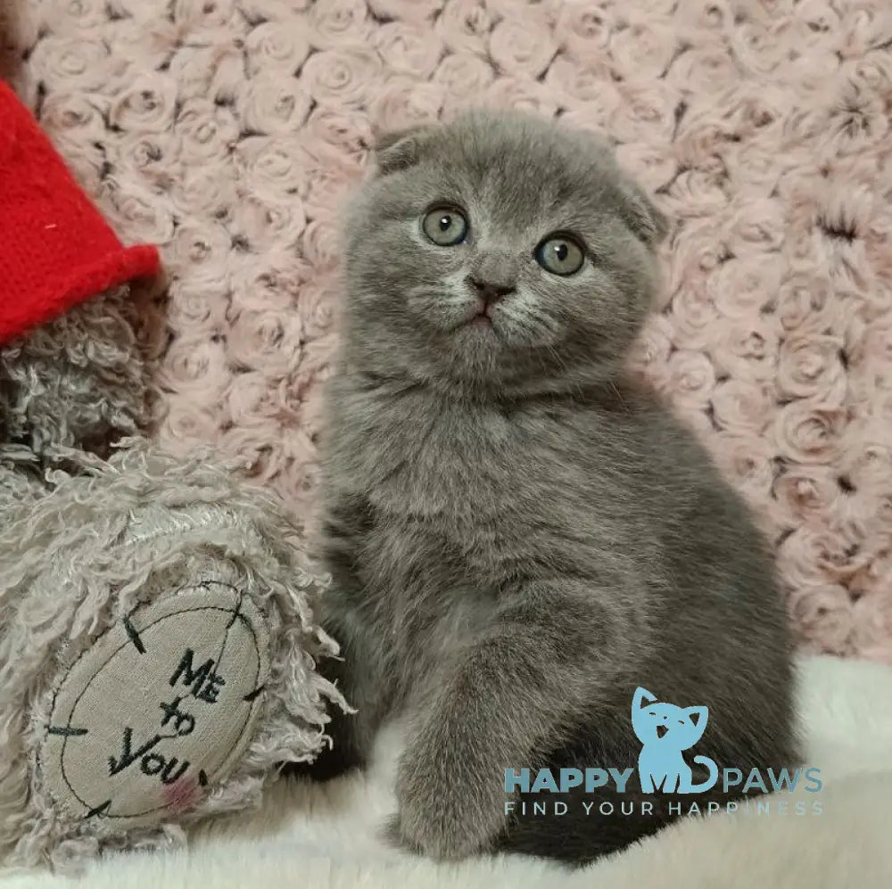 Queen Scottish Fold Female Blue Live Animals