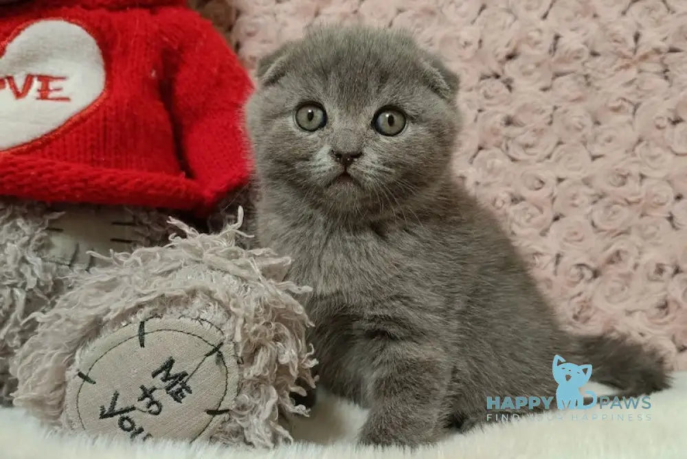 Queen Scottish Fold Female Blue Live Animals