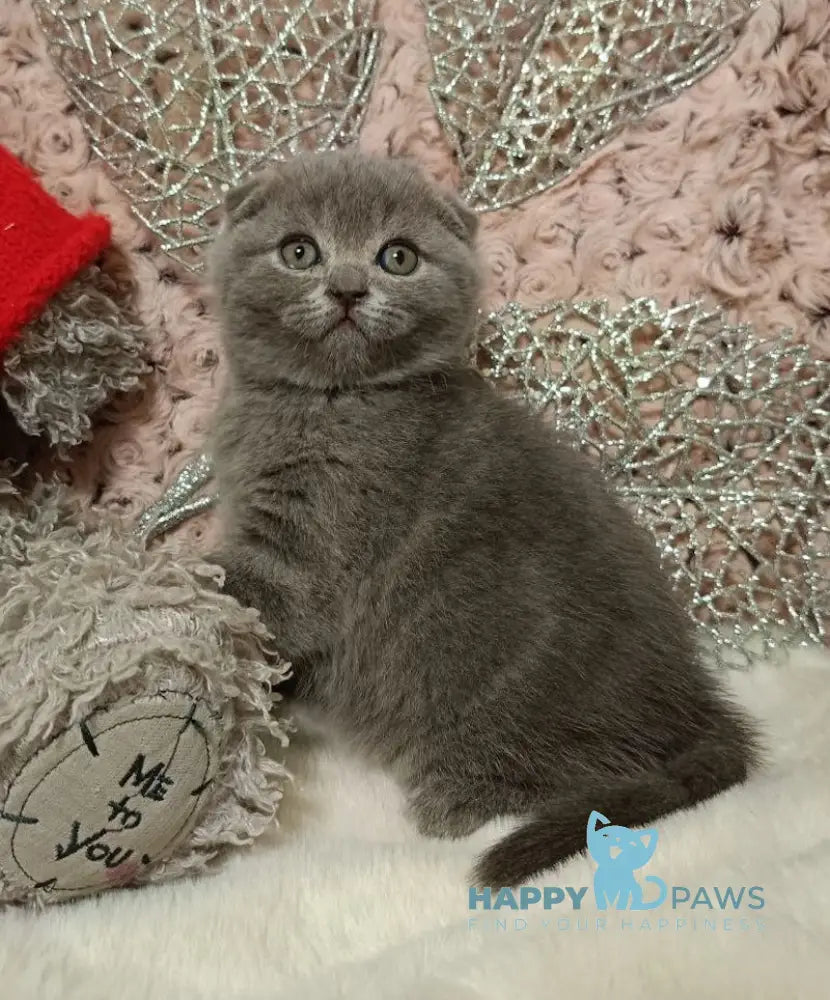 Queen Scottish Fold Female Blue Live Animals