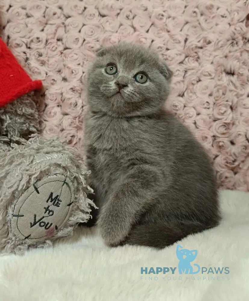 Queen Scottish Fold Female Blue Live Animals