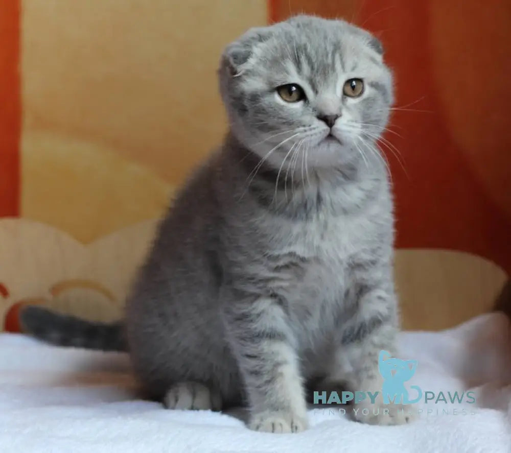 Queen Scottish Fold Female Blue Spotted Tabby Live Animals
