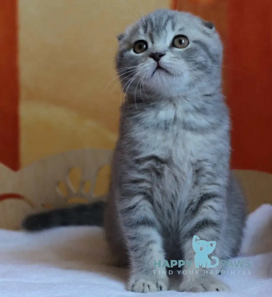 Queen Scottish Fold Female Blue Spotted Tabby Live Animals