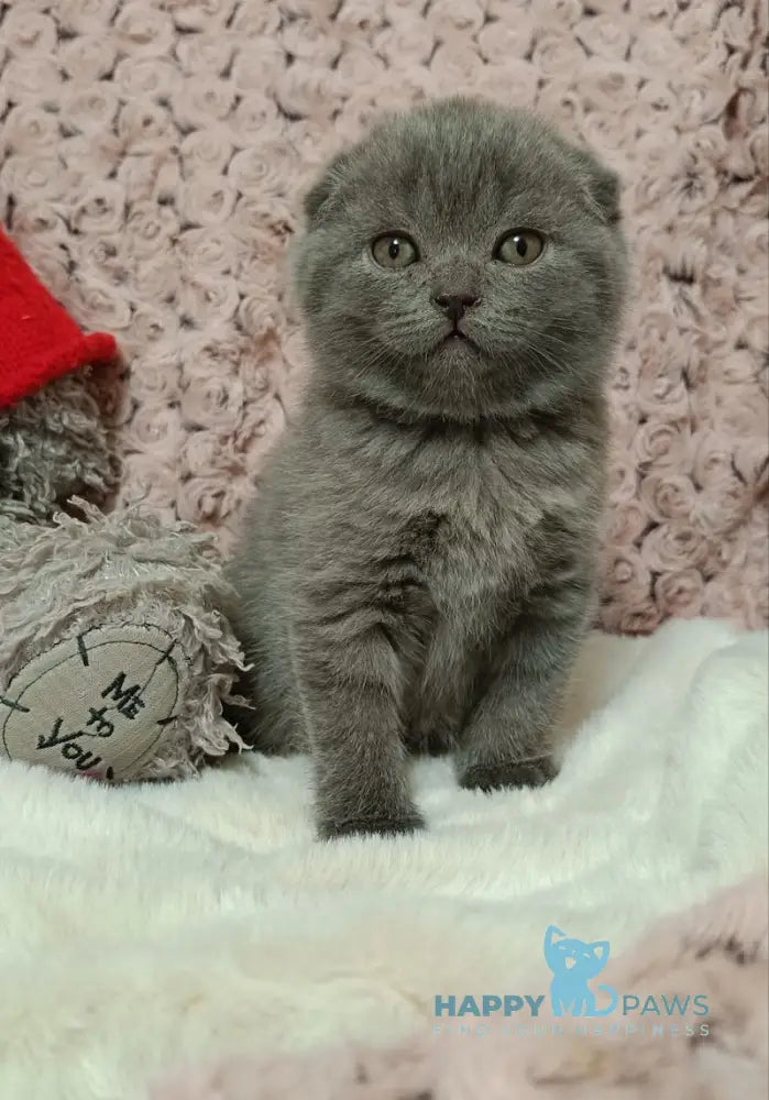 Quentin Scottish Fold Male Blue Live Animals