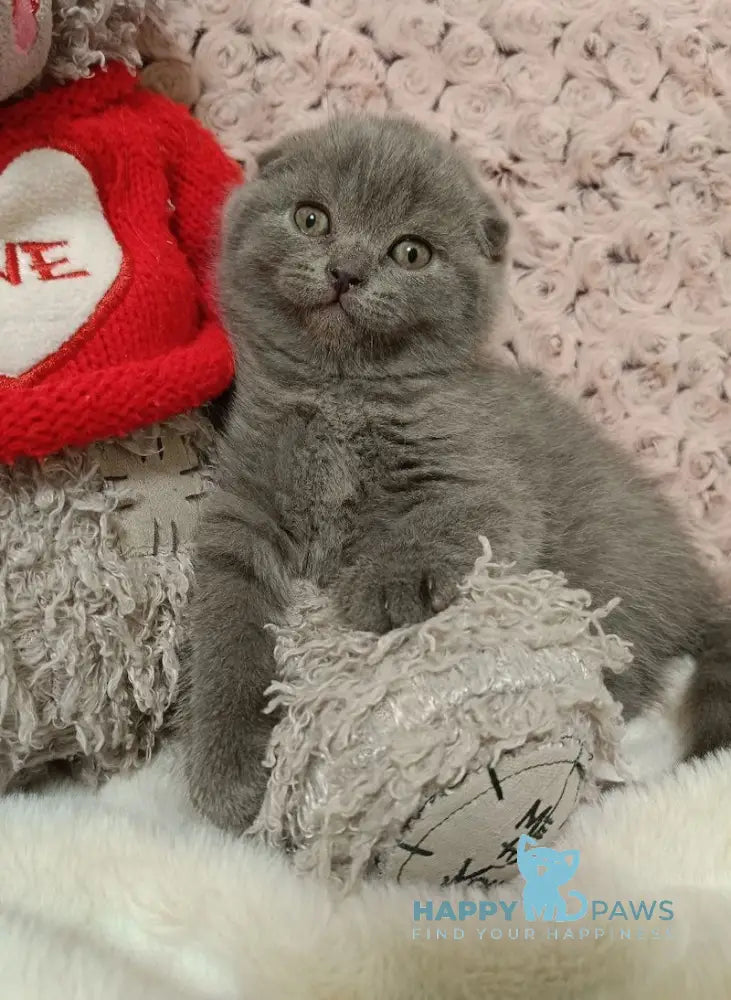 Quentin Scottish Fold Male Blue Live Animals