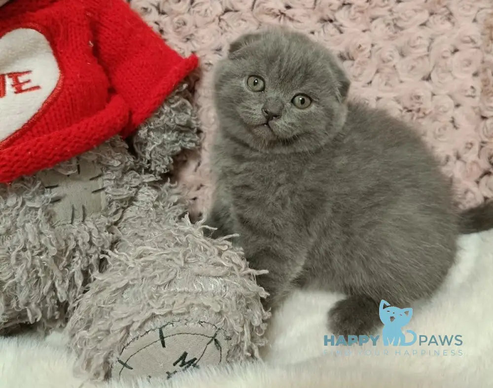 Quentin Scottish Fold Male Blue Live Animals