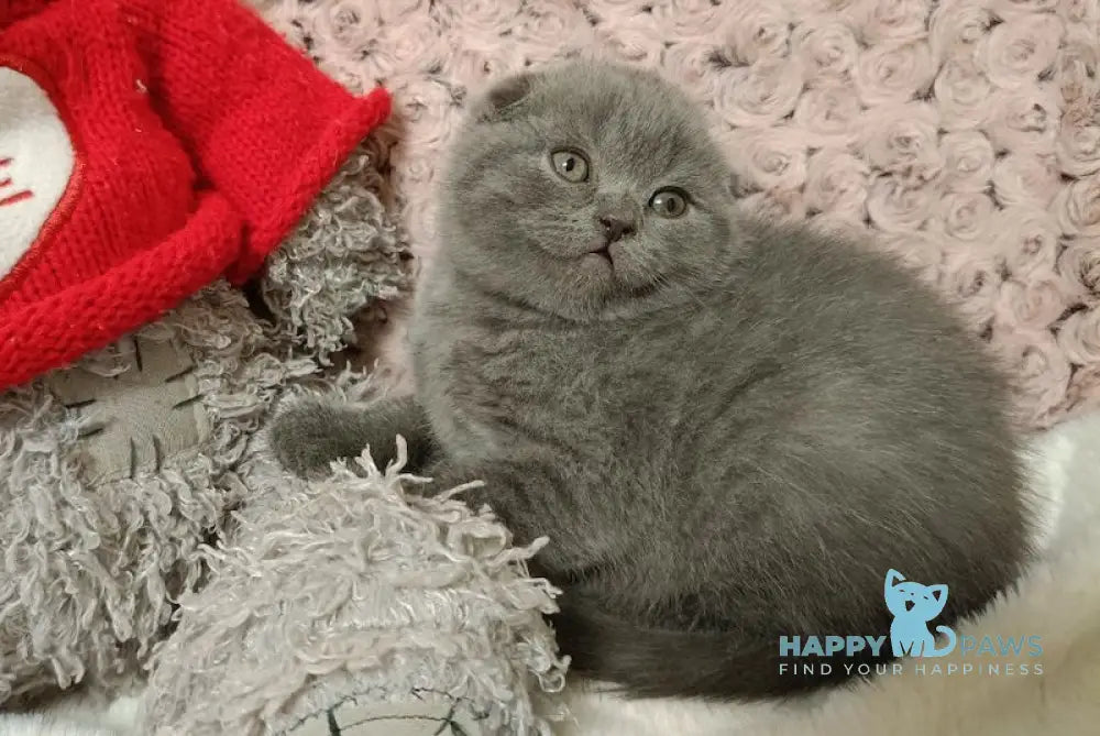 Quentin Scottish Fold Male Blue Live Animals