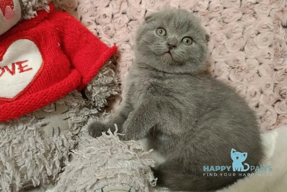 Quentin Scottish Fold Male Blue Live Animals