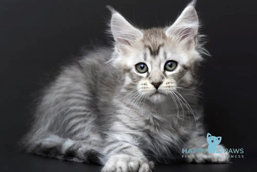 Quest Maine Coon Polydactyl Male Black Silver Tabby Live Animals