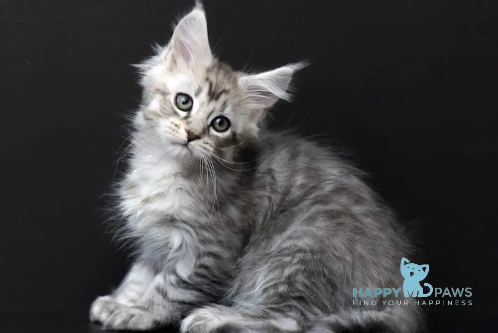 Quest Maine Coon Polydactyl Male Black Silver Tabby Live Animals