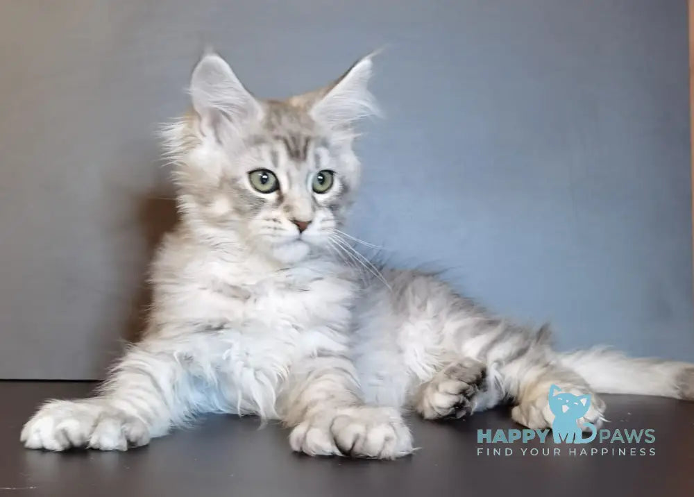 Quest Maine Coon Polydactyl Male Black Silver Tabby Live Animals