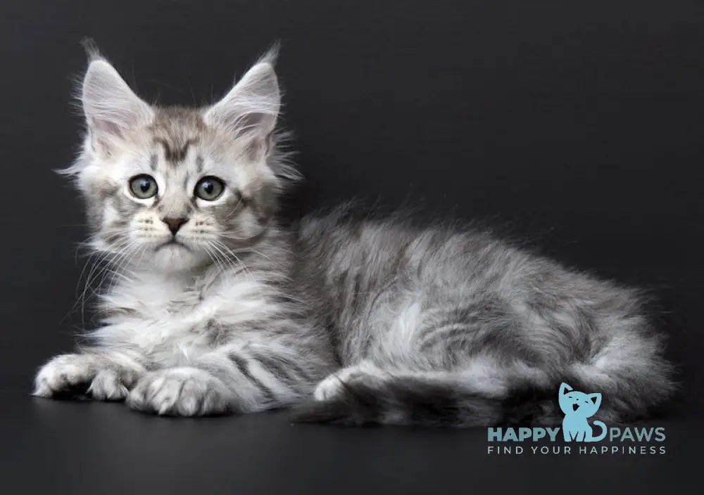 Quest Maine Coon Polydactyl Male Black Silver Tabby Live Animals