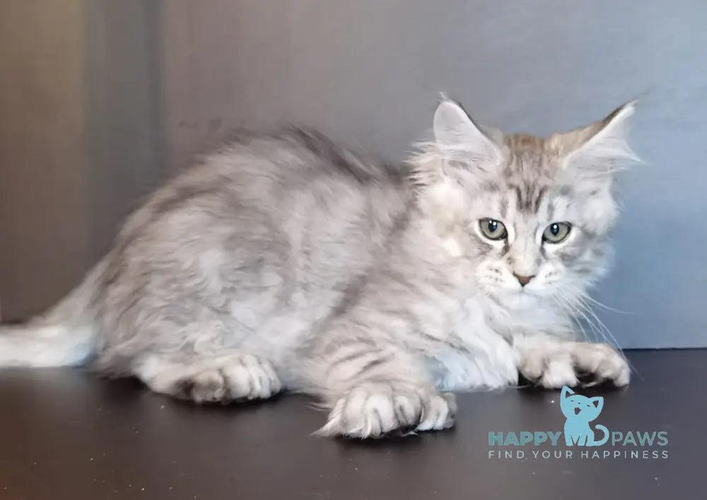 Quest Maine Coon Polydactyl Male Black Silver Tabby Live Animals