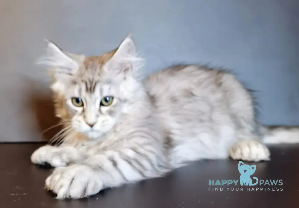 Quest Maine Coon Polydactyl Male Black Silver Tabby Live Animals