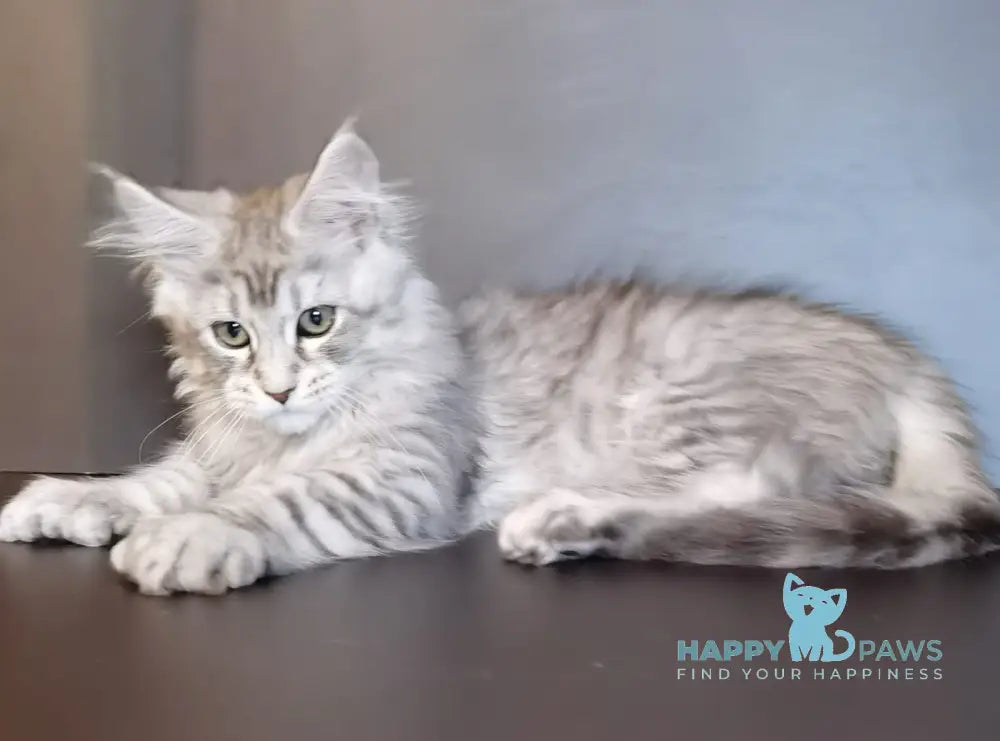 Quest Maine Coon Polydactyl Male Black Silver Tabby Live Animals