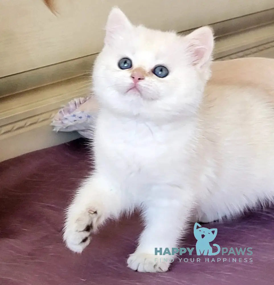 Quiana British Shorthair Female Blue Golden Chinchilla Pointed Live Animals