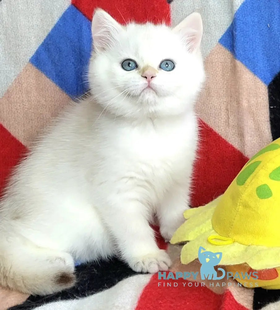 Quiana British Shorthair Female Blue Golden Chinchilla Pointed Live Animals