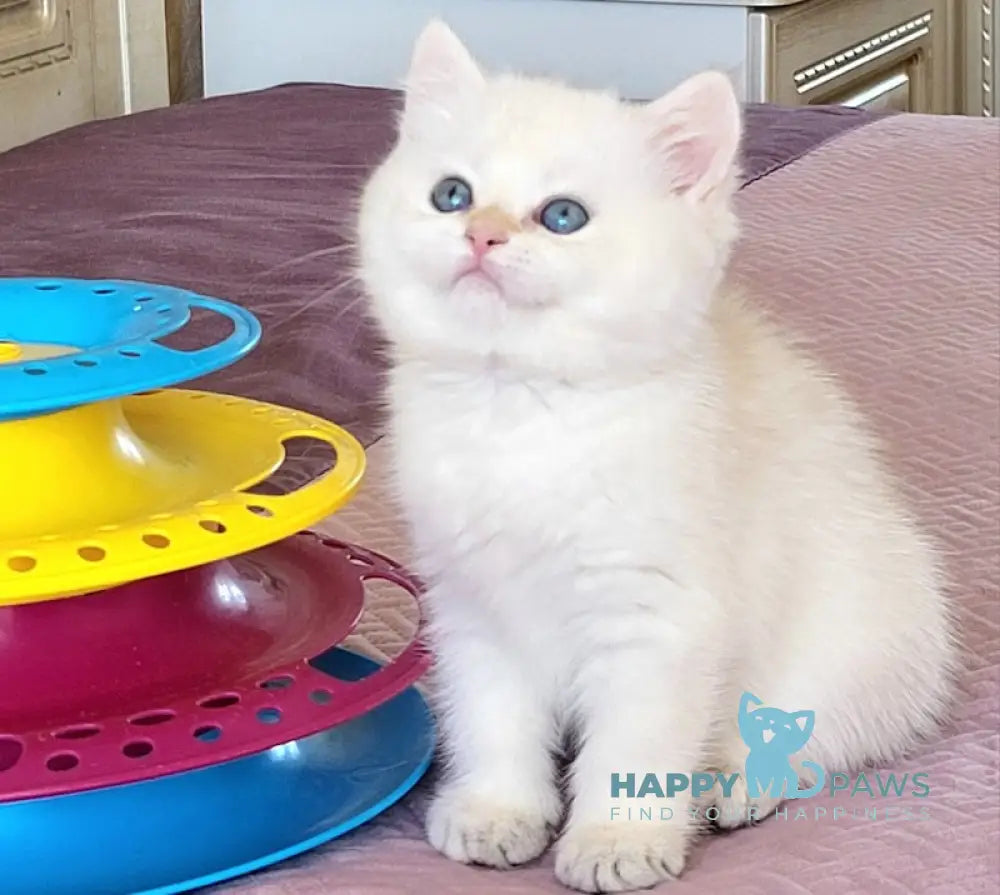 Quiana British Shorthair Female Blue Golden Chinchilla Pointed Live Animals