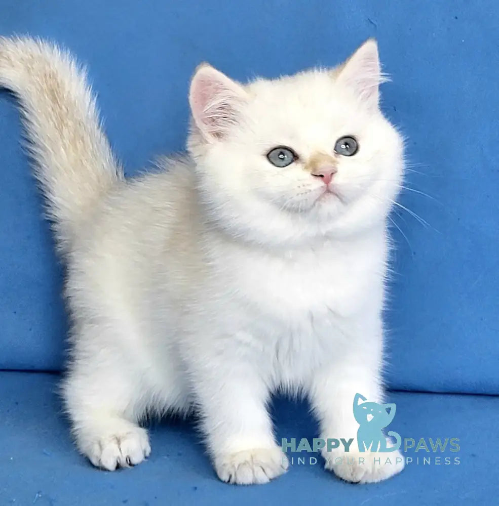 Quiana British Shorthair Female Blue Golden Chinchilla Pointed Live Animals