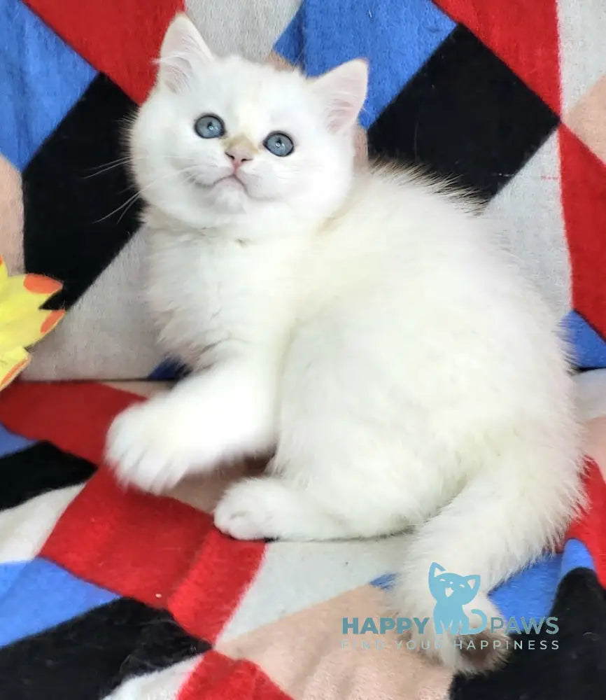 Quiana British Shorthair Female Blue Golden Chinchilla Pointed Live Animals