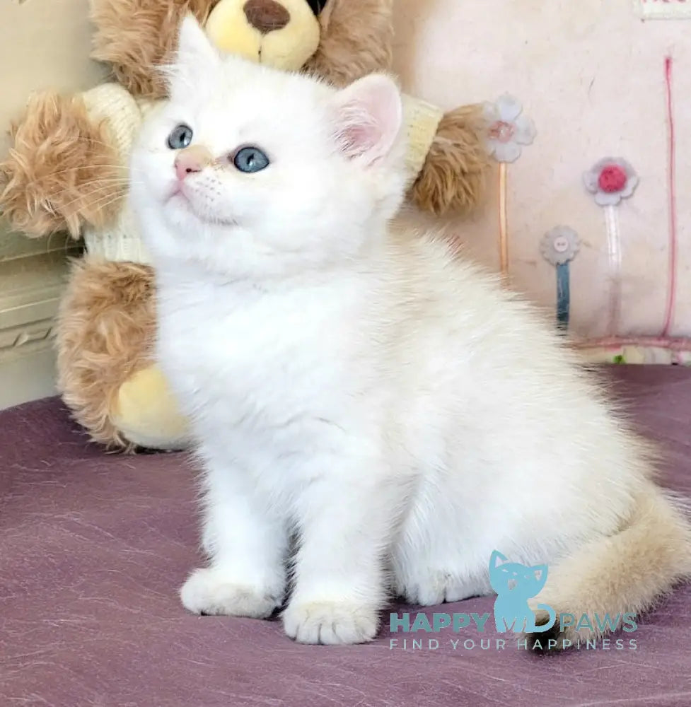 Quiana British Shorthair Female Blue Golden Chinchilla Pointed Live Animals