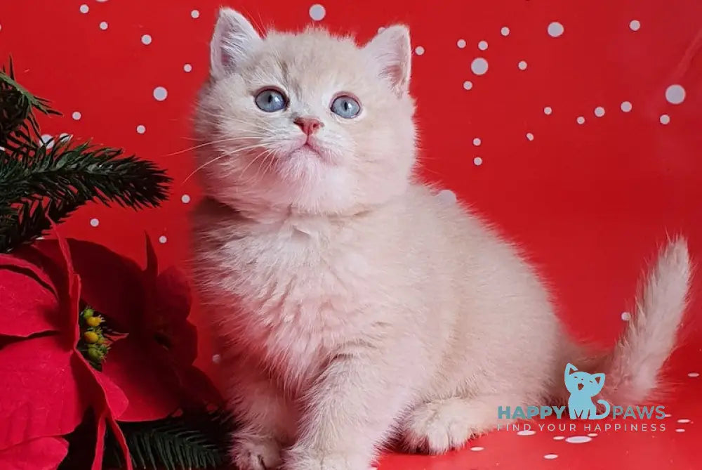 Quick British Shorthair Male Lilac Golden Shaded Live Animals