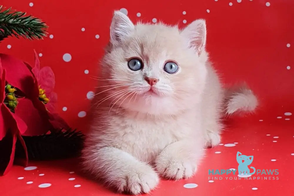 Quick British Shorthair Male Lilac Golden Shaded Live Animals