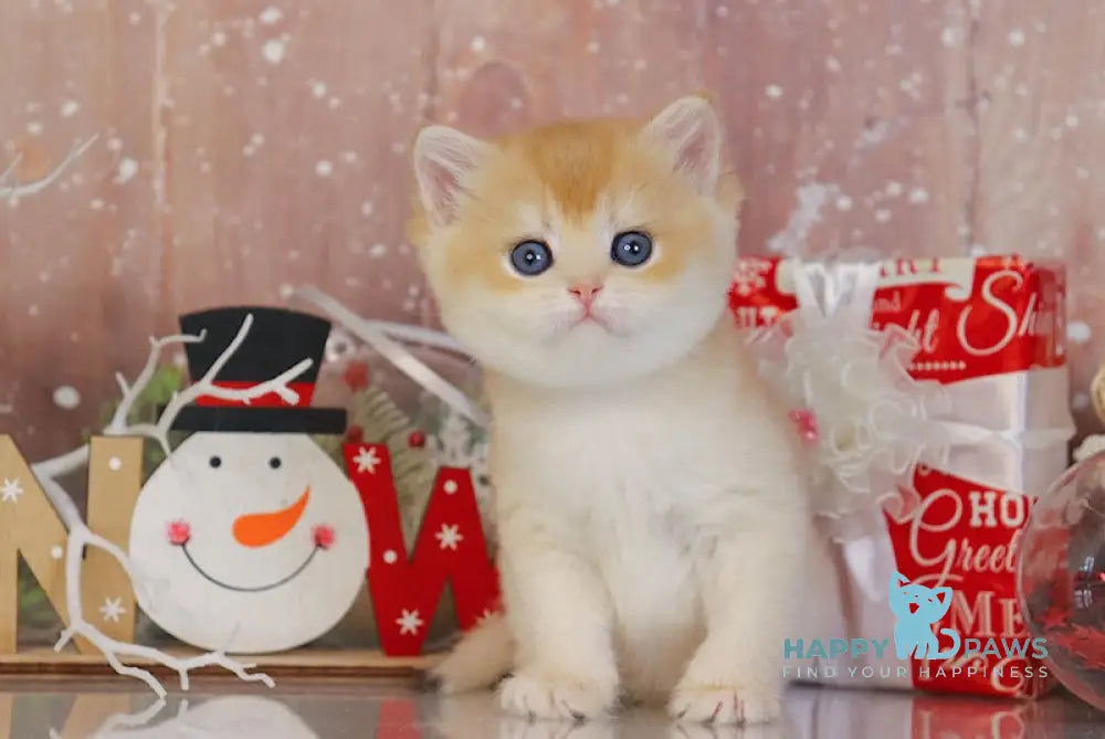 Quick Fox British Shorthair Female Black Golden Chinchilla Live Animals