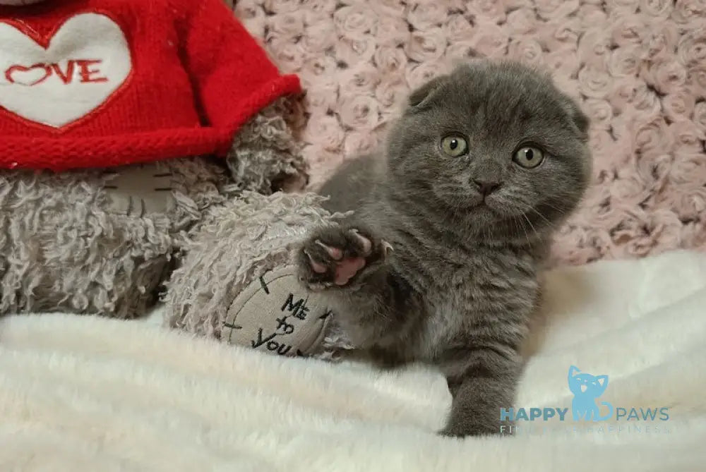 Quincy Scottish Fold Female Blue Live Animals