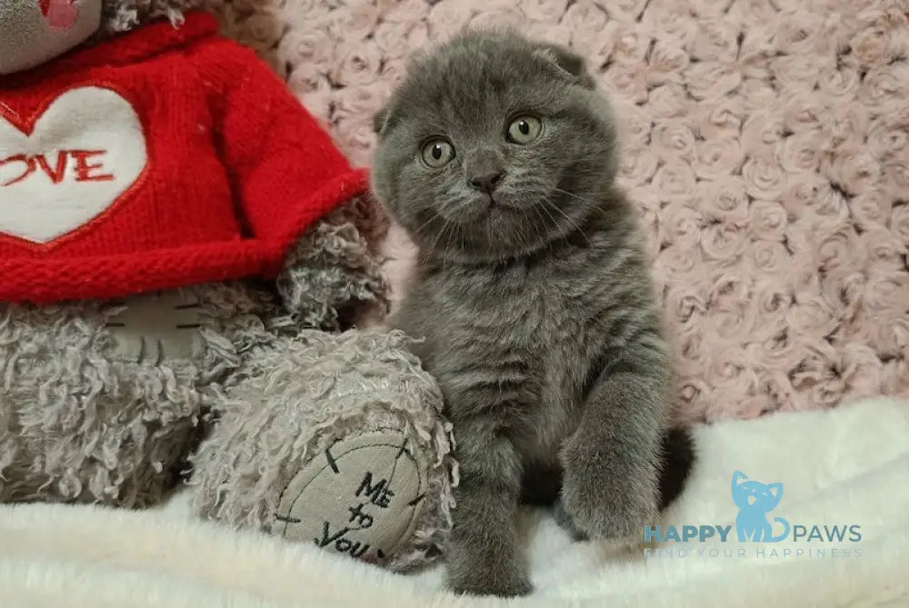 Quincy Scottish Fold Female Blue Live Animals