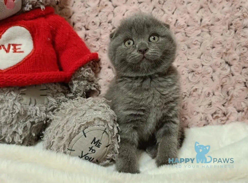 Quincy Scottish Fold Female Blue Live Animals