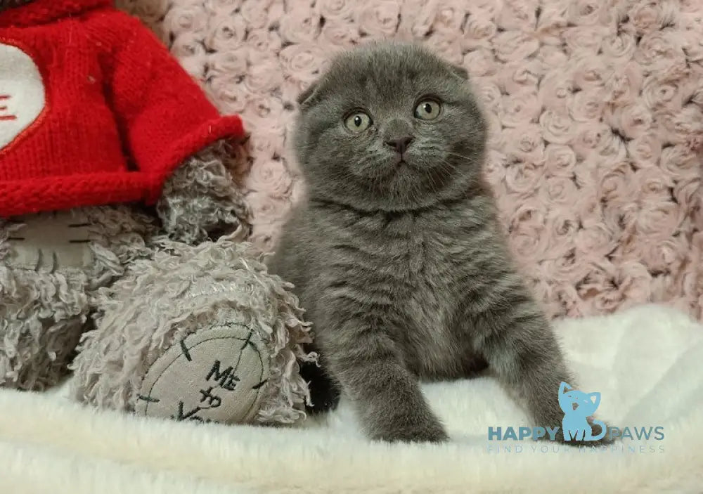 Quincy Scottish Fold Female Blue Live Animals