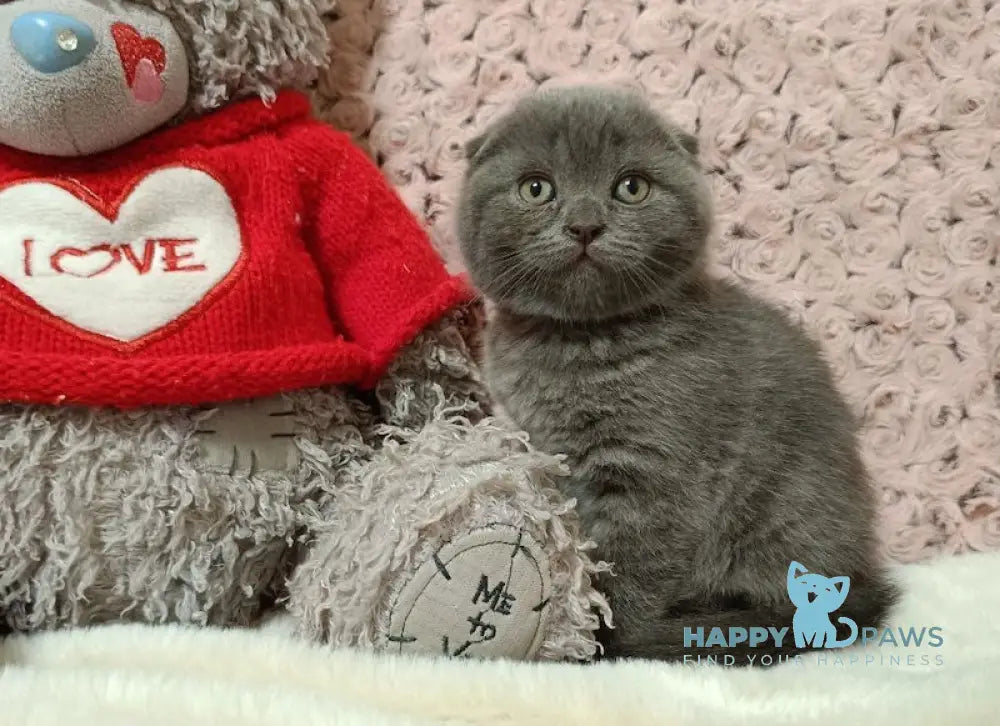 Quincy Scottish Fold Female Blue Live Animals