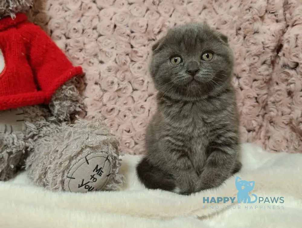 Quincy Scottish Fold Female Blue Live Animals