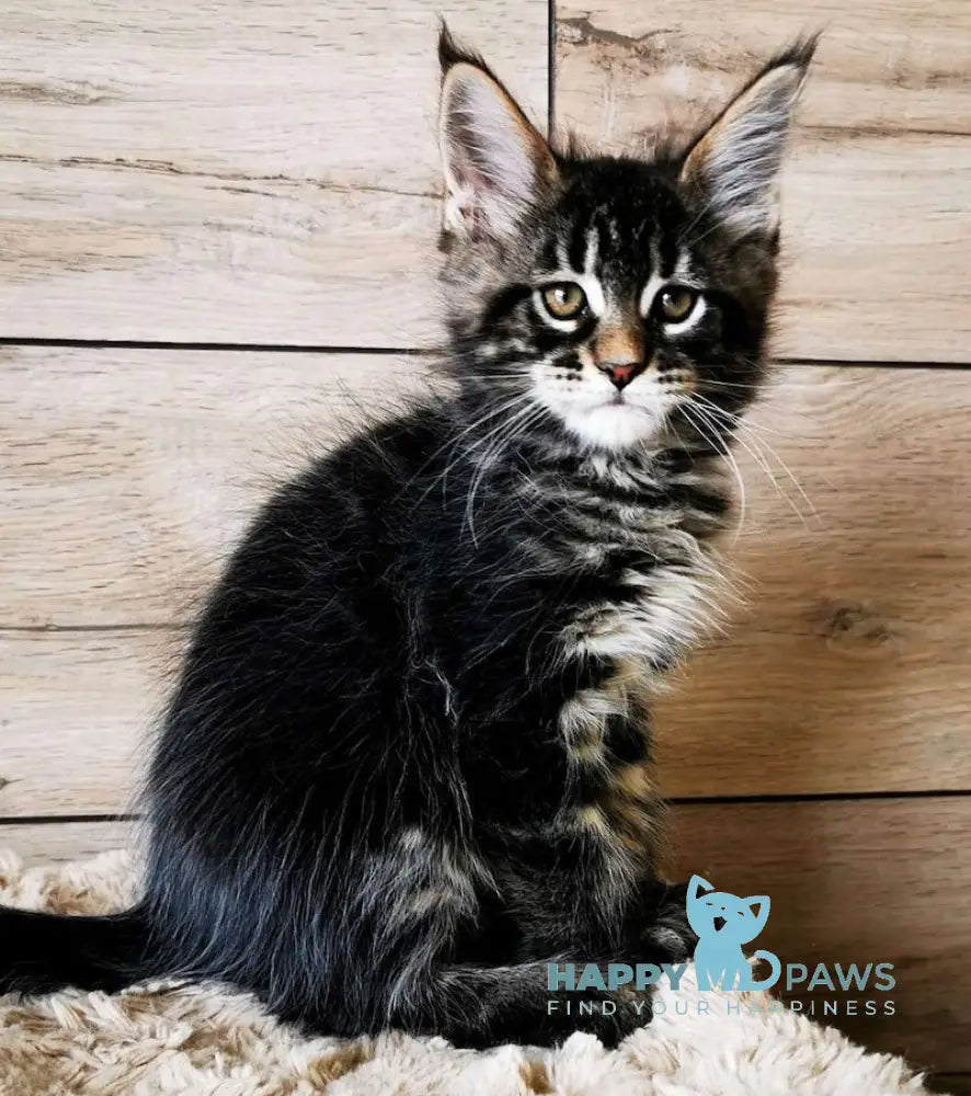 Quinto Maine Coon Male Black Tabby Live Animals