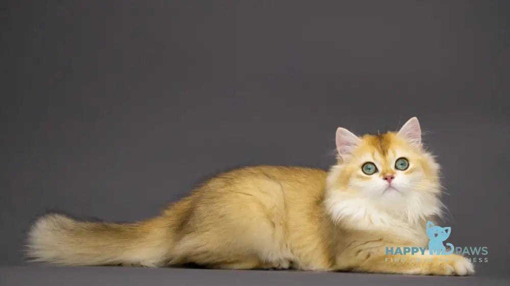 Rachel British Shorthair Female Black Golden Chinchilla Live Animals