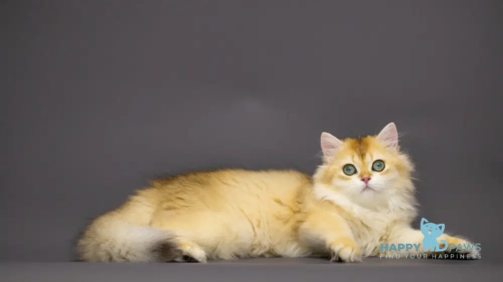 Rachel British Shorthair Female Black Golden Chinchilla Live Animals