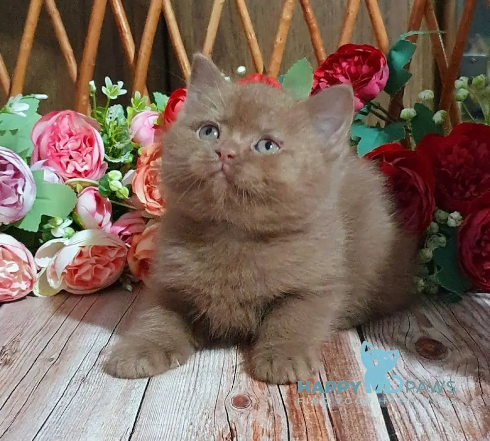 Ralf British Shorthair Male Cinnamon Live Animals