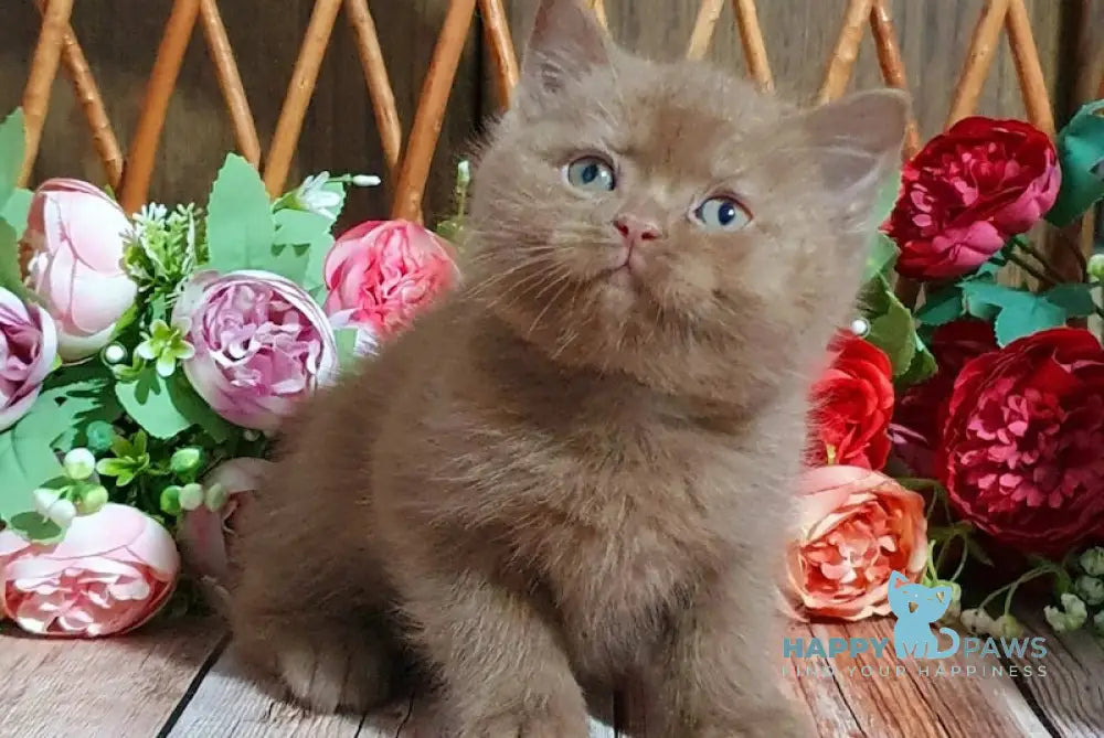 Ralf British Shorthair Male Cinnamon Live Animals