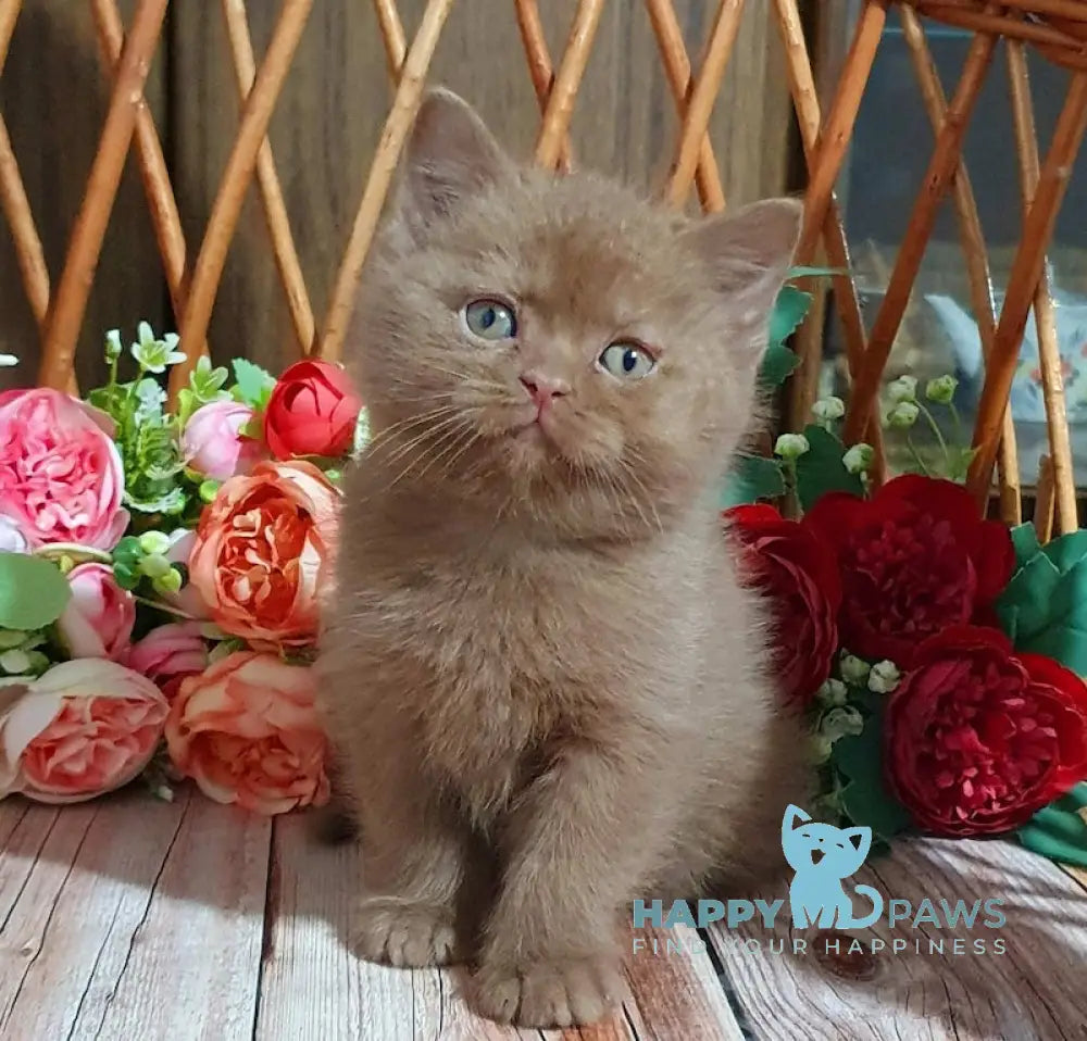 Ralf British Shorthair Male Cinnamon Live Animals