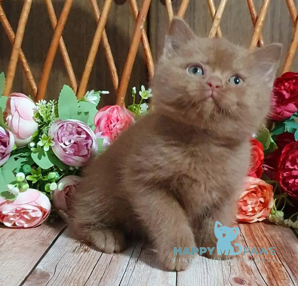 Ralf British Shorthair Male Cinnamon Live Animals