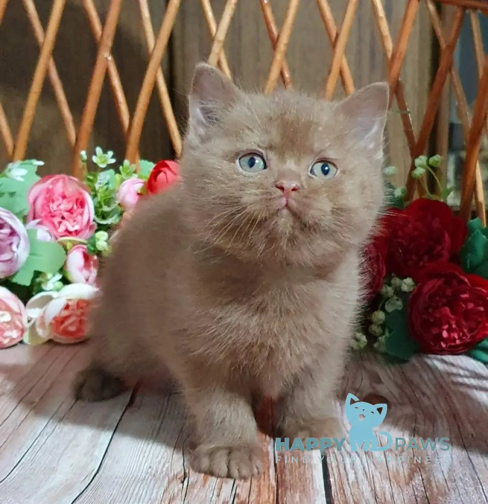 Ralf British Shorthair Male Cinnamon Live Animals