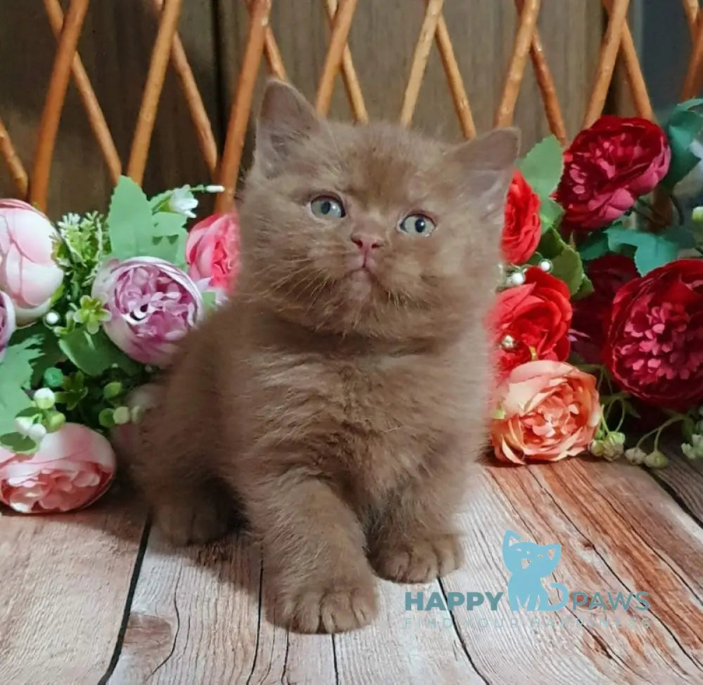 Ralf British Shorthair Male Cinnamon Live Animals